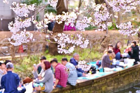 Osaka Orchards: Cherry Blossoms and Hanami Delights