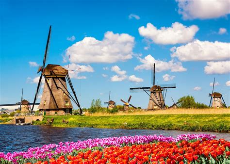Dutch Delights: Tulip Fields and Windmills in the Netherlands