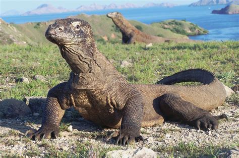 Indonesian Isles: Bali, Java, and Komodo Dragon Encounters