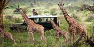 African Safari Dreams: Wildlife Encounters in Kenya