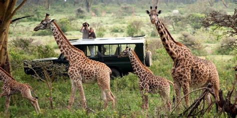 African Safari Dreams: Wildlife Encounters in Kenya