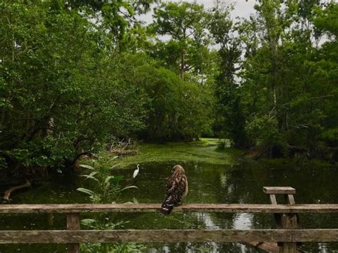 Everglades Adventure: Exploring Florida's Unique Ecosystem