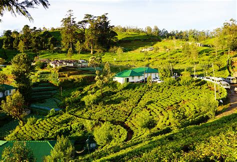 Sri Lanka Serendipity: Tea Plantations and Ancient Ruins