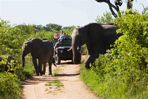 South African Safari: Kruger National Park and Cape Town