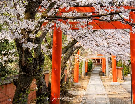 Kyoto Cherry Blossoms: Springtime Splendor in Japan