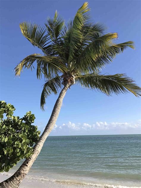 Island Paradise: Key West's Tropical Delights