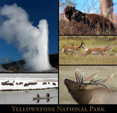 Awe-Inspiring Yellowstone: Geysers, Wildlife, and More