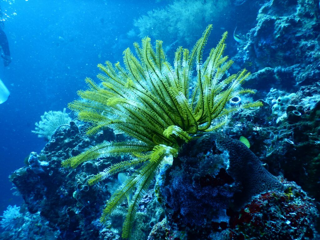 Ecotourism in Ambergris Caye and Belize Barrier Reef