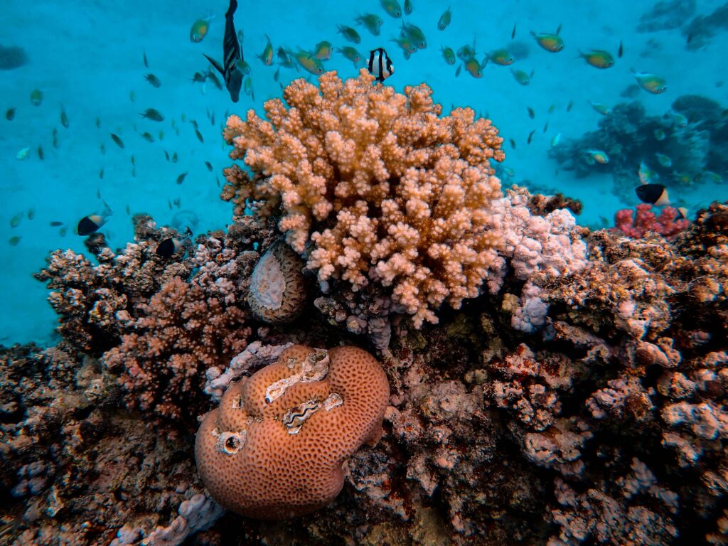 Exploring the Vibrant Marine Life of Belize